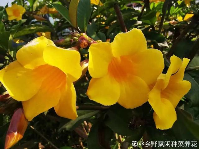 40种小野花，春天开得正美，挖几棵回家，不用买花了！