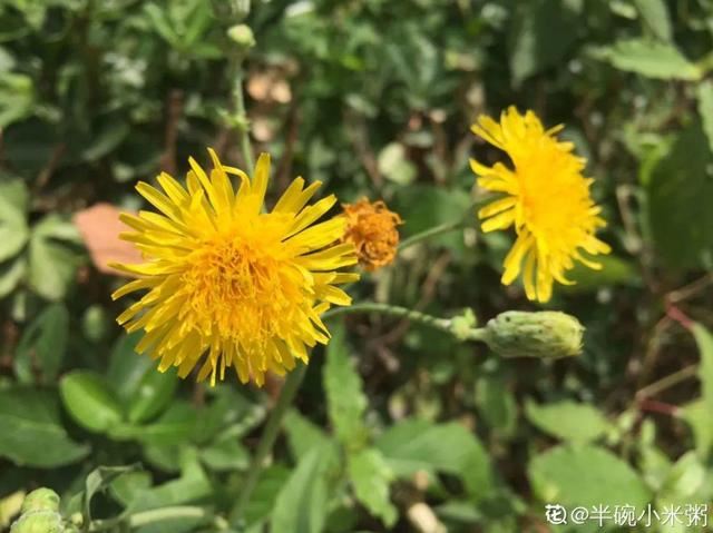 40种小野花，春天开得正美，挖几棵回家，不用买花了！