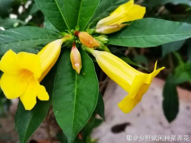 40种小野花，春天开得正美，挖几棵回家，不用买花了！