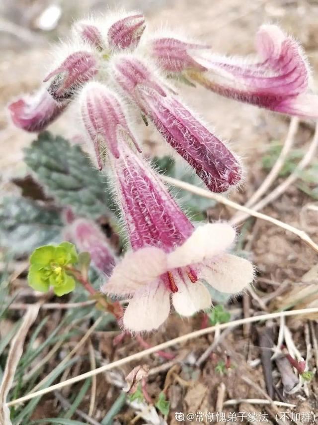 40种小野花，春天开得正美，挖几棵回家，不用买花了！