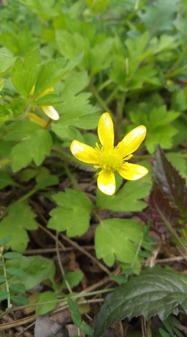 40种小野花，春天开得正美，挖几棵回家，不用买花了！