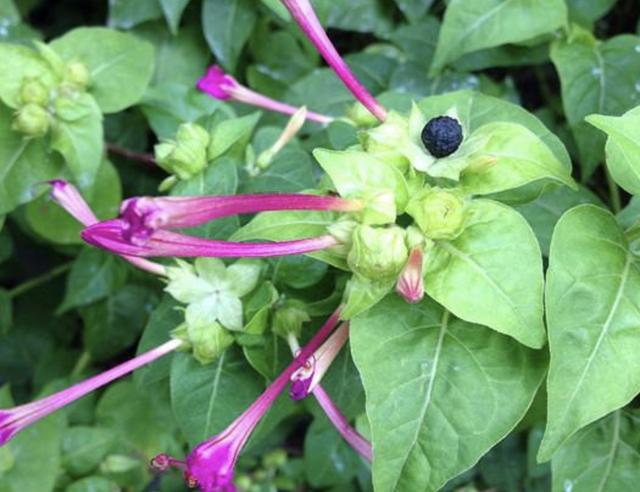 山坡小路旁，1种“紫茉莉”长得旺盛，请勿当成野草拔掉，值钱