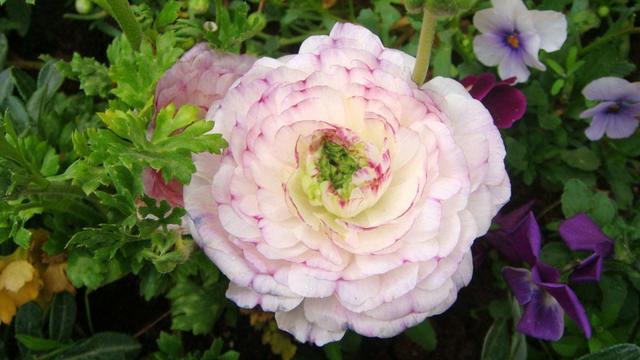 芹叶牡丹这样养，开花量暴增！花型比牡丹还美