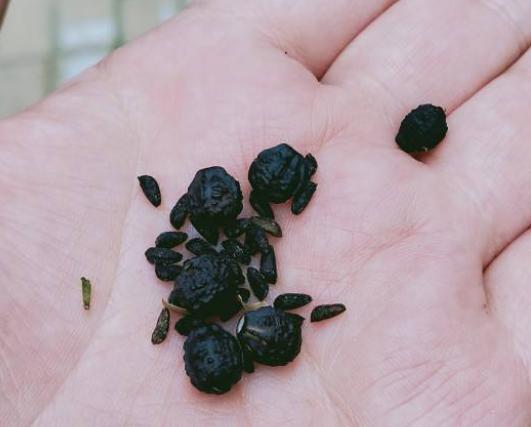 小时候经常玩的4种花，农村遍地都是，名字土开花却很美