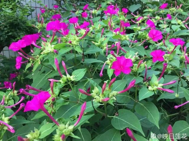 40种小野花，春天开得正美，挖几棵回家，不用买花了！