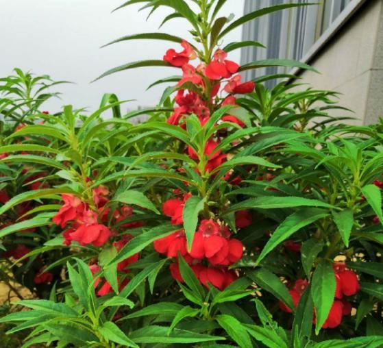 小时候经常玩的4种花，农村遍地都是，名字土开花却很美