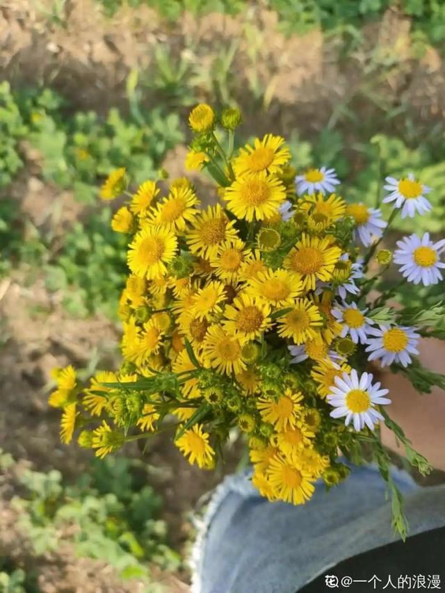 40种小野花，春天开得正美，挖几棵回家，不用买花了！