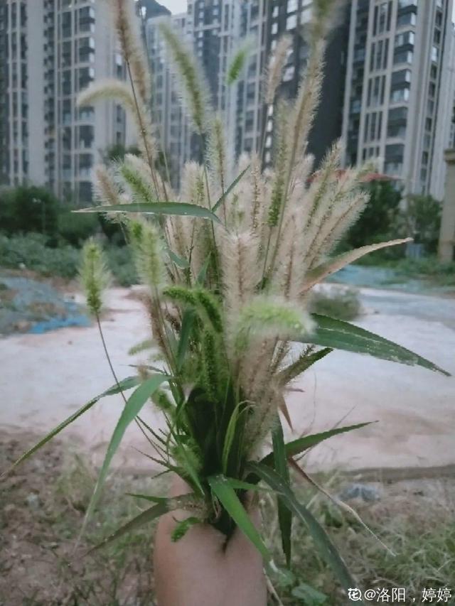 40种小野花，春天开得正美，挖几棵回家，不用买花了！