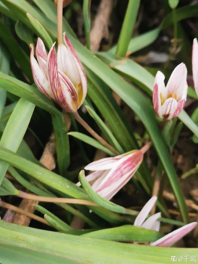 40种小野花，春天开得正美，挖几棵回家，不用买花了！