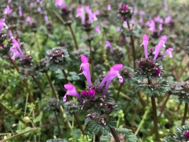 40种小野花，春天开得正美，挖几棵回家，不用买花了！