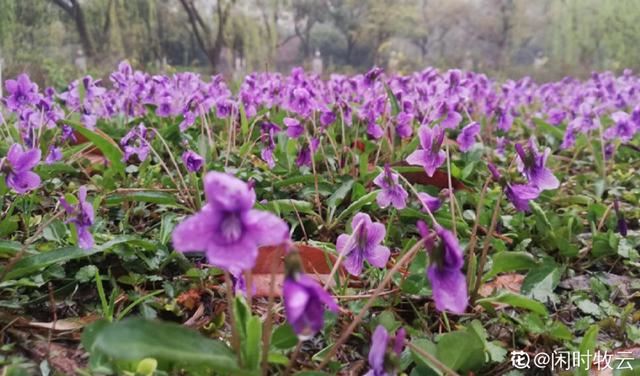 40种小野花，春天开得正美，挖几棵回家，不用买花了！