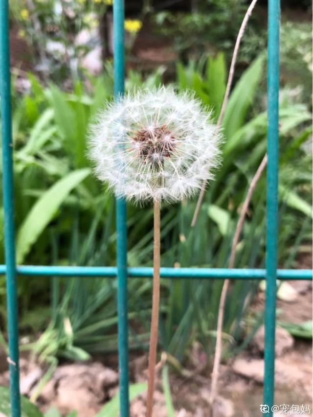 40种小野花，春天开得正美，挖几棵回家，不用买花了！