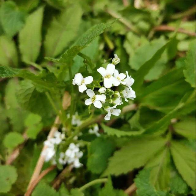 40种小野花，春天开得正美，挖几棵回家，不用买花了！