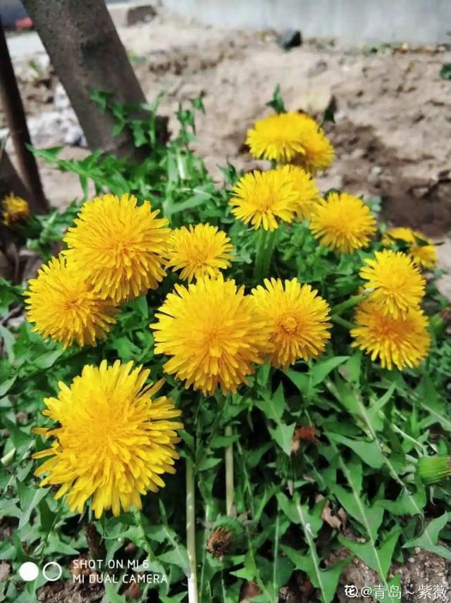 40种小野花，春天开得正美，挖几棵回家，不用买花了！