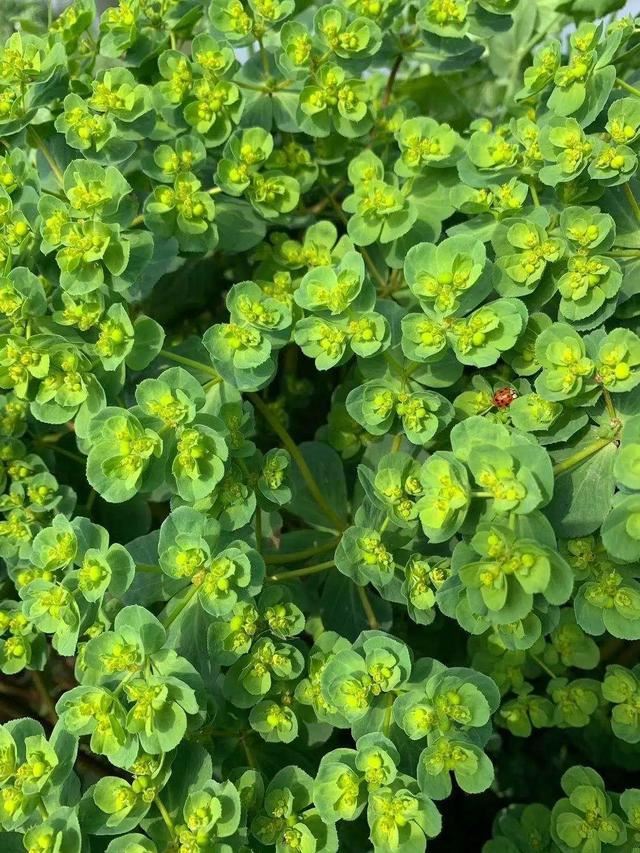 40种小野花，春天开得正美，挖几棵回家，不用买花了！