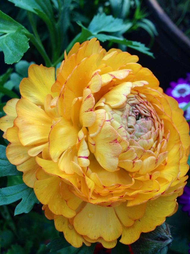 芹叶牡丹这样养，开花量暴增！花型比牡丹还美