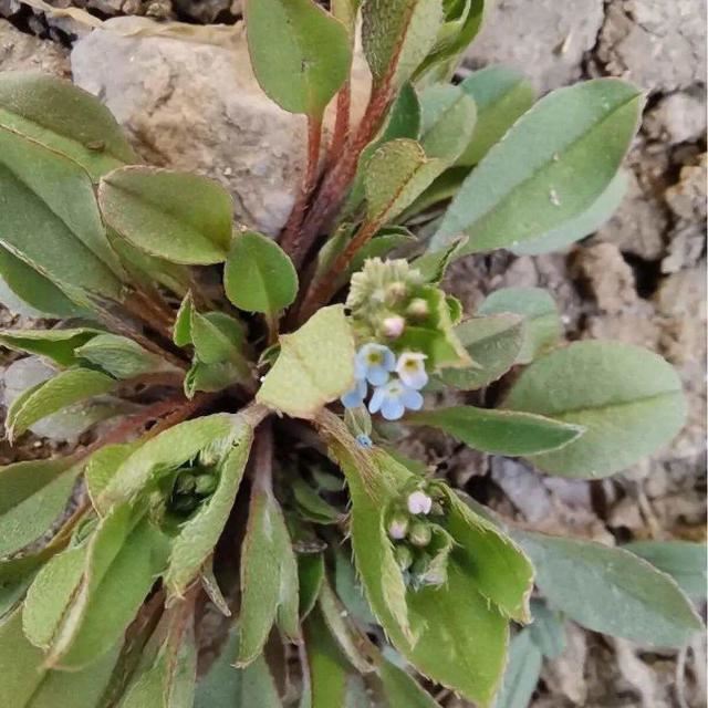 40种小野花，春天开得正美，挖几棵回家，不用买花了！