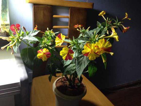 小时候经常玩的4种花，农村遍地都是，名字土开花却很美