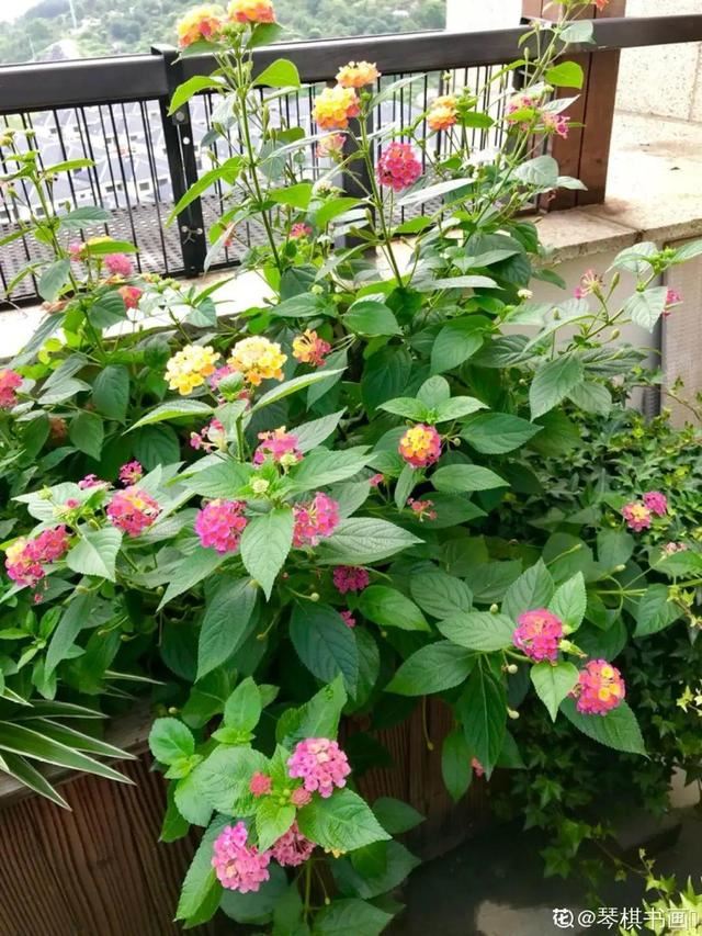 40种小野花，春天开得正美，挖几棵回家，不用买花了！