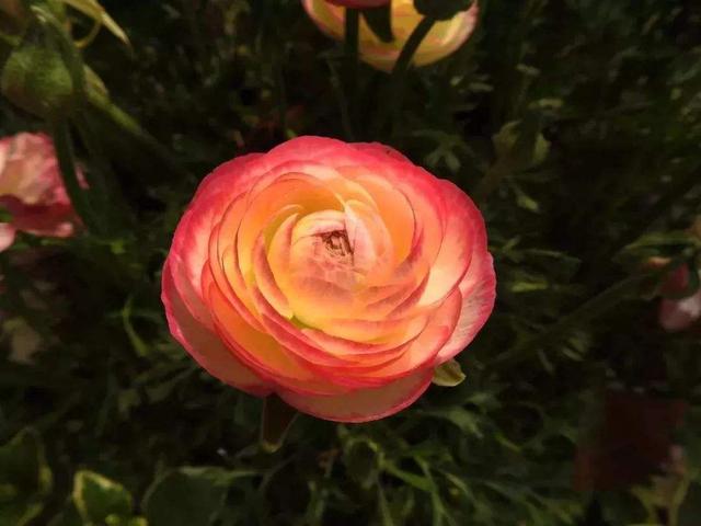 芹叶牡丹这样养，开花量暴增！花型比牡丹还美