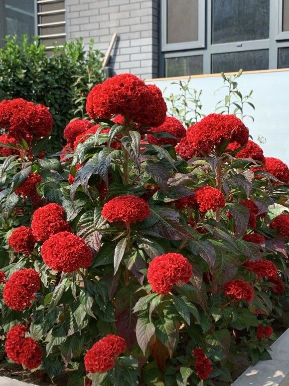 小时候经常玩的4种花，农村遍地都是，名字土开花却很美