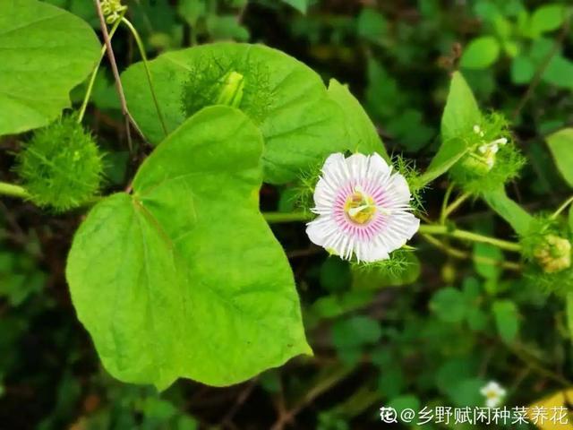 40种小野花，春天开得正美，挖几棵回家，不用买花了！