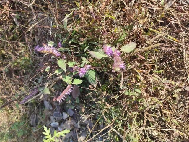 40种小野花，春天开得正美，挖几棵回家，不用买花了！