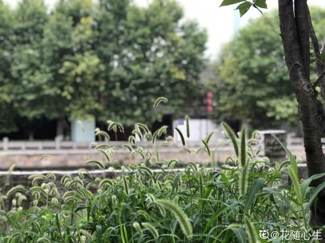 40种小野花，春天开得正美，挖几棵回家，不用买花了！