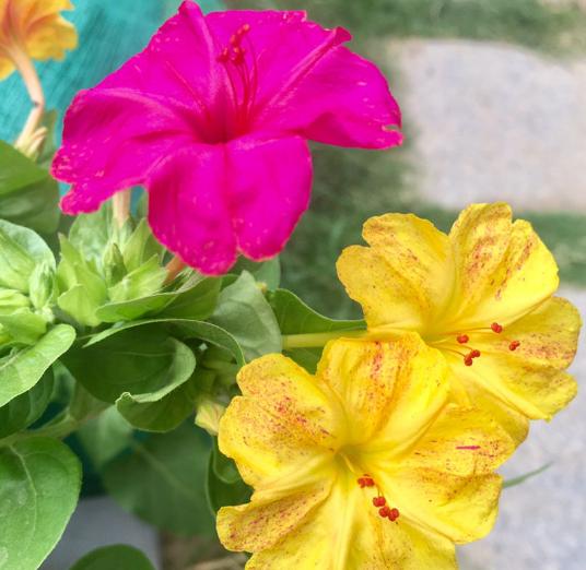 小时候经常玩的4种花，农村遍地都是，名字土开花却很美