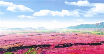 桃花相映红 依旧笑春风 桃花相映红 依旧笑春风