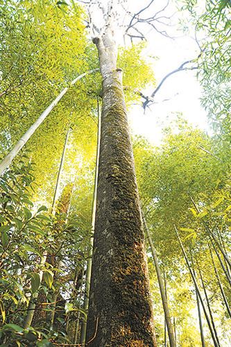 世有伯乐树大国多良材