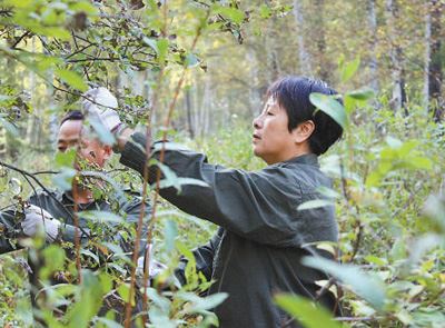 [最美林业故事]穿行山林间　巧手除病害