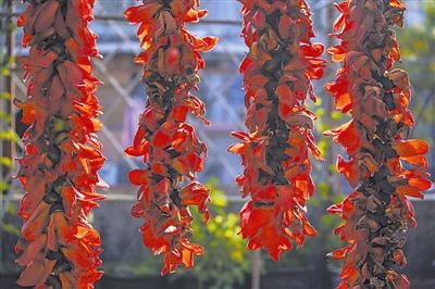 木棉:赤焰灼灼“英雄树” 木棉:赤焰灼灼“英雄树”