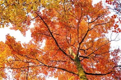 枫香树：霜叶红于二月花