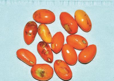 世有伯乐树大国多良材