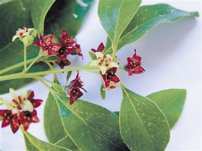 檀香，黄金之树余香袅袅