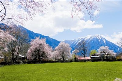 桃花相映红 依旧笑春风 桃花相映红 依旧笑春风