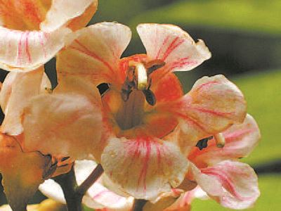 世有伯乐树大国多良材