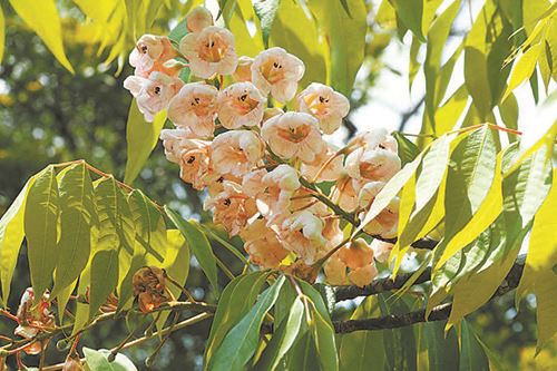 世有伯乐树大国多良材