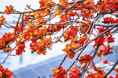 木棉:赤焰灼灼“英雄树” 木棉:赤焰灼灼“英雄树”