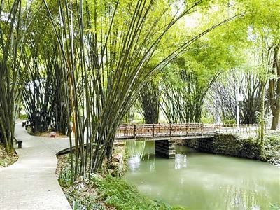 慈竹和风　绿竹猗猗