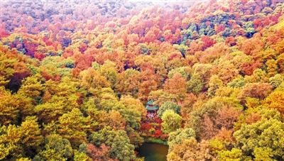 枫香树：霜叶红于二月花