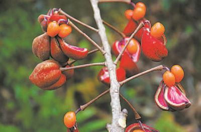 世有伯乐树大国多良材