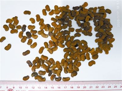 檀香，黄金之树余香袅袅