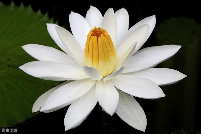 睡莲真漂亮，花色丰富花朵大，怎么看都看不够