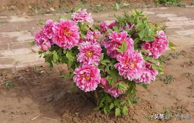 如果有个院子，种上几簇鲜花，那该多好