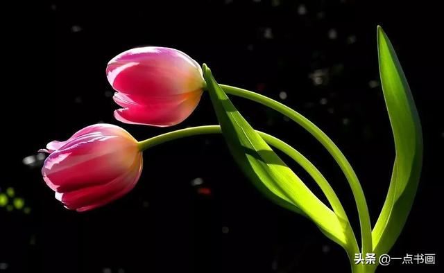 如果有个院子，种上几簇鲜花，那该多好