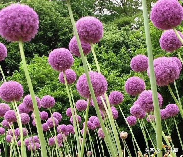 如果有个院子，种上几簇鲜花，那该多好