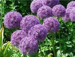 如果有个院子，种上几簇鲜花，那该多好