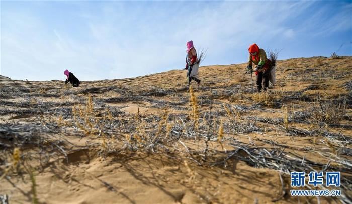 腾格里沙漠治沙忙